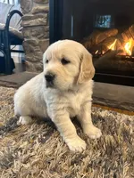 Gus Gus, a male Golden Retriever for sale in Denver, PA – Photo 3 of 8