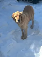 Gus Gus, a male Golden Retriever for sale in Denver, PA – Photo 5 of 8