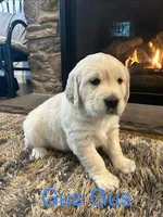 Gus Gus, a male Golden Retriever for sale in Denver, PA – Photo 1 of 8