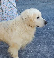 Gus Gus, a male Golden Retriever for sale in Denver, PA – Photo 7 of 8