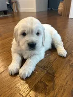 Gus Gus, a male Golden Retriever for sale in Denver, PA – Photo 2 of 8