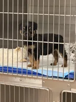 Puppy, a female Rottweiler for sale in Phoenix, AZ – Photo 4 of 4