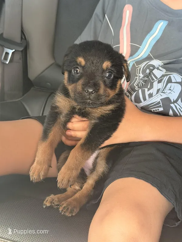 Puppy – Rottweiler puppy for sale in Phoenix, AZ