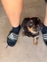 Puppy, a female Rottweiler for sale in Phoenix, AZ – Photo 3 of 4