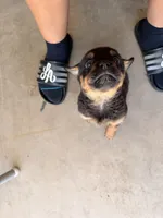 Puppy, a female Rottweiler for sale in Phoenix, AZ – Photo 2 of 4