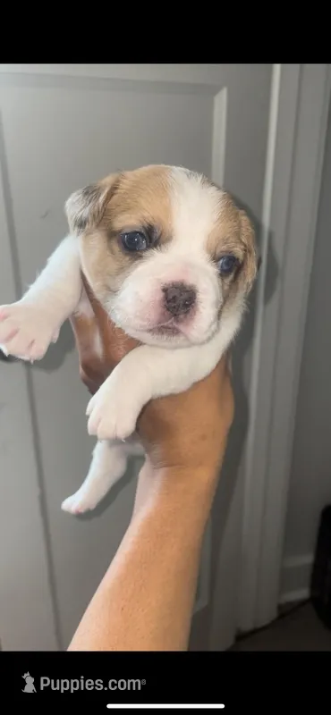 No name  – French Bulldog, Shih Tzu puppy for sale in Milwaukee, WI