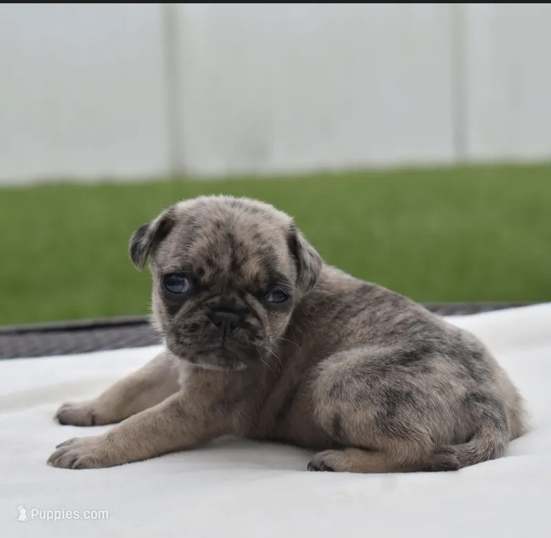 Buzz – Pug puppy for sale in Palm Coast, FL