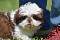 Bread Pudding , a male Shih Tzu for sale in Palm Coast, FL – 6 of 10