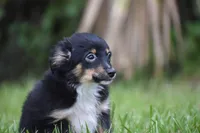 Peanut Butter , a male Toy Australian Shepherd for sale in Palm Coast, FL – 3 of 7