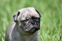 Bumble , a male Pug for sale in Palm Coast, FL – 2 of 6