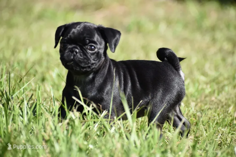 Daphne – Pug puppy for sale in Palm Coast, FL