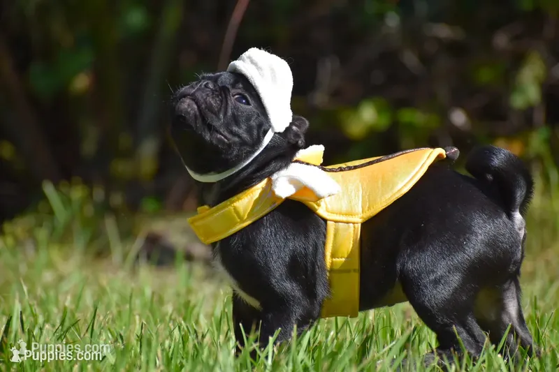Scooby  – Pug puppy for sale in Palm Coast, FL