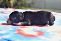 Pocus , a male Toy Australian Shepherd for sale in Palm Coast, FL – 3 of 5