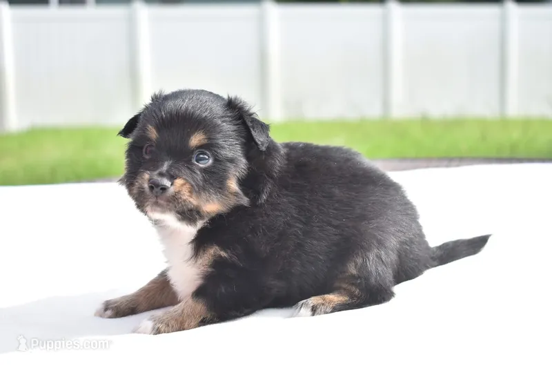 Peanut Butter  – Toy Australian Shepherd puppy for sale in Palm Coast, FL