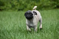 Toffee Crunch, a male Pug for sale in Palm Coast, FL – 8 of 9