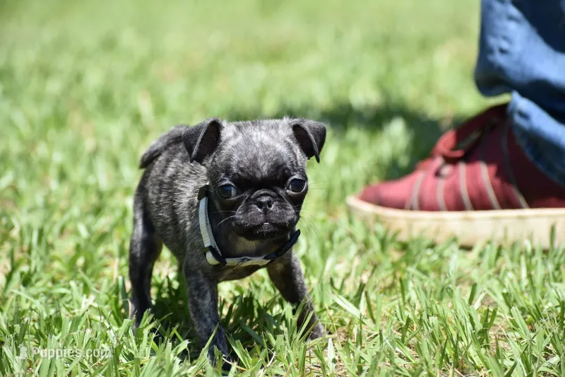 Butterbean – Pug puppy for sale in Palm Coast, FL
