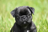 Scooby , a male Pug for sale in Palm Coast, FL – 3 of 5
