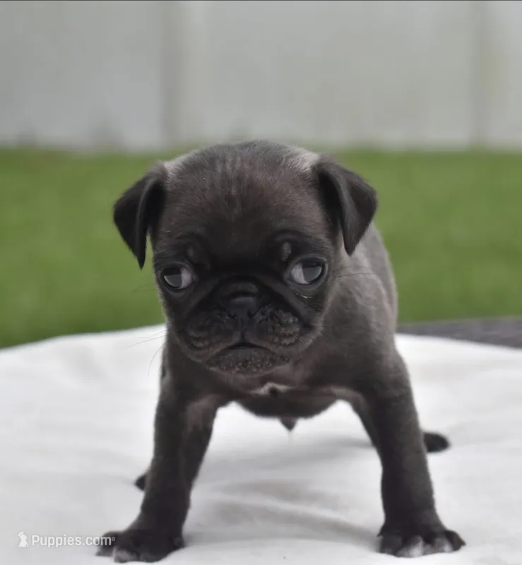 Dumplin – Pug puppy for sale in Palm Coast, FL