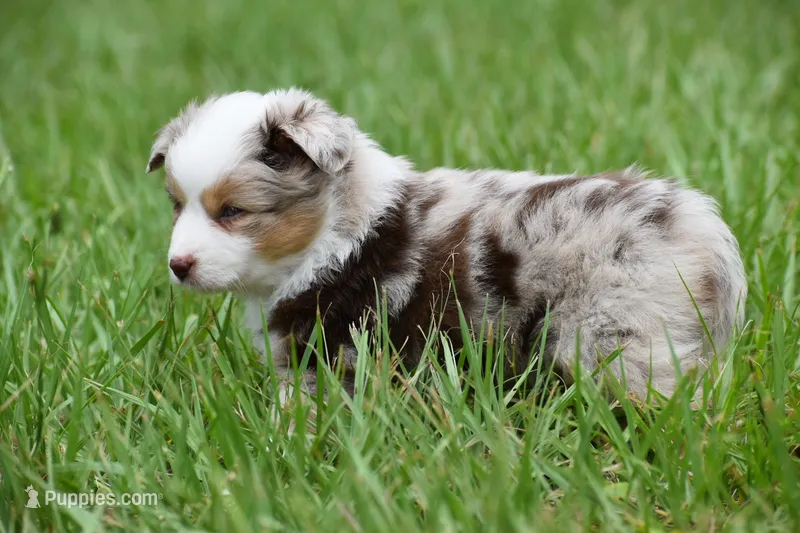 Luna – Toy Australian Shepherd puppy for sale in Palm Coast, FL