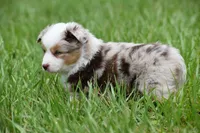 Luna, a female Toy Australian Shepherd for sale in Palm Coast, FL – 2 of 9