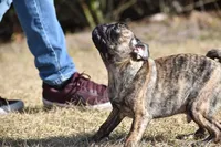 processed/26b2b8fb-286e-4c4a-a81b-a21abde623e0/listing/08b9d0d9-d4a8-431b-9465-af2ae113e911/d02c0315-aa0b-46ff-a626-2e4e9e5c2770