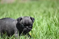 Dumplin, a male Pug for sale in Palm Coast, FL – 7 of 7