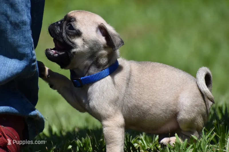 Biscuit – Pug puppy for sale in Palm Coast, FL