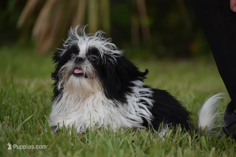 Rice Pudding – Shih Tzu puppy for sale in Palm Coast, FL