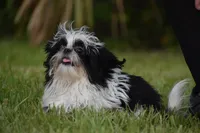 Rice Pudding, a female Shih Tzu for sale in Palm Coast, FL – 1 of 5