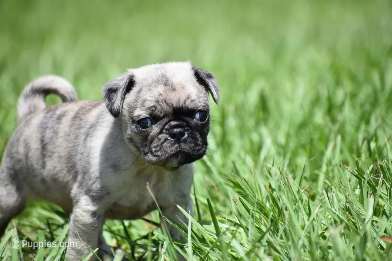 Bumble  – Pug puppy for sale in Palm Coast, FL