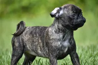 Maple Kiss , a female Pug for sale in Palm Coast, FL – 6 of 6