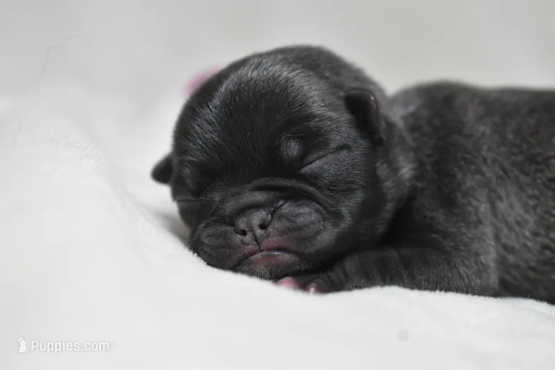 Sugar Pie – Pug puppy for sale in Palm Coast, FL