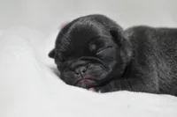 Sugar Pie, a female Pug for sale in Palm Coast, FL – 1 of 5