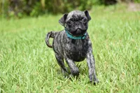 Caramel Drizzle , a male Pug for sale in Palm Coast, FL – 5 of 5