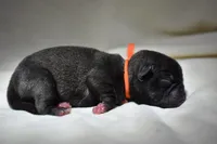 Dumplin, a male Pug for sale in Palm Coast, FL – 3 of 3