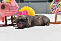 Bumble , a male Pug for sale in Palm Coast, FL – 3 of 6