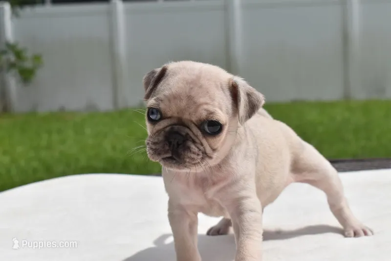 Peach Cobbler  – Pug puppy for sale in Palm Coast, FL