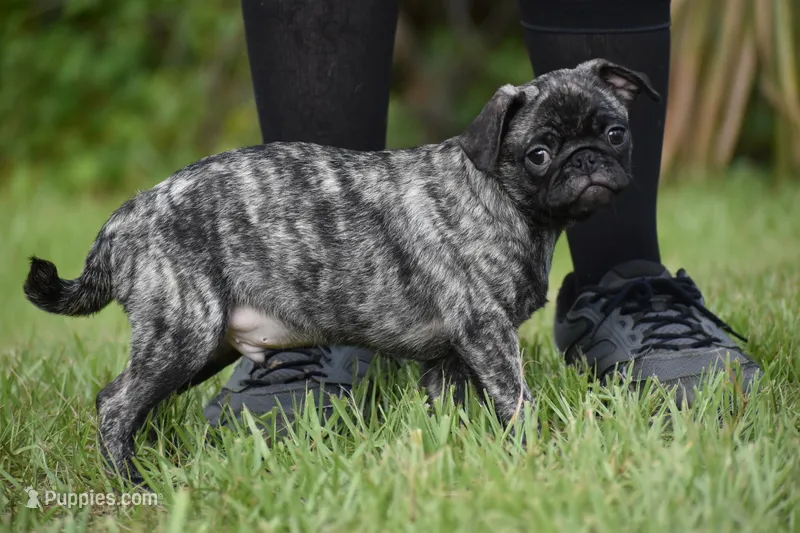 Butterbean – Pug puppy for sale in Palm Coast, FL