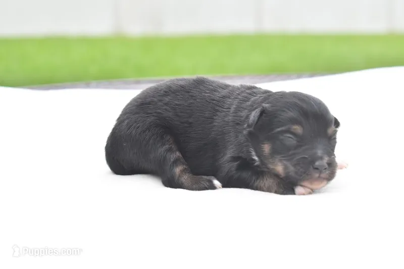 Peanut Butter  – Toy Australian Shepherd puppy for sale in Palm Coast, FL