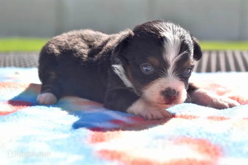 Dilly  – Toy Australian Shepherd puppy for sale in Palm Coast, FL