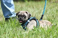Buzz, a male Pug for sale in Palm Coast, FL – 4 of 8
