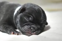 Bourbon Biscuit, a male Pug for sale in Palm Coast, FL – 3 of 4