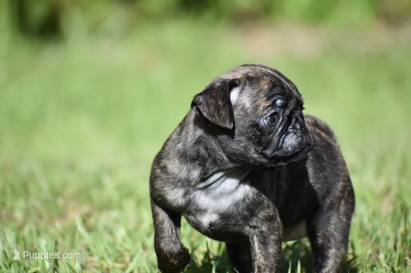 Maple Kiss  – Pug puppy for sale in Palm Coast, FL
