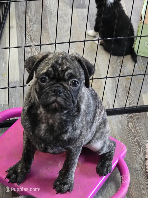 Caramel Drizzle  – Pug puppy for sale in Palm Coast, FL