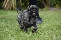 Caramel Drizzle , a male Pug for sale in Palm Coast, FL – 3 of 5