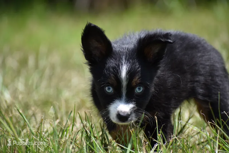 Atlas – Toy Australian Shepherd puppy for sale in Palm Coast, FL