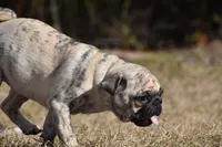 processed/26b2b8fb-286e-4c4a-a81b-a21abde623e0/listing/12950904-7eef-414f-8e48-86dd245b7c9c/97179452-bc50-4435-bd4c-39424d763971