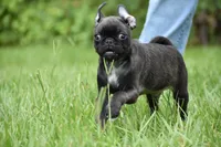 Hive, a male Pug for sale in Palm Coast, FL – 4 of 9