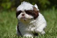 Bread Pudding , a male Shih Tzu for sale in Palm Coast, FL – 4 of 10