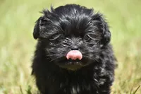 Ireland , a female Shih Tzu and Toy Australian Shepherd for sale in Palm Coast, FL – Photo 6 of 6